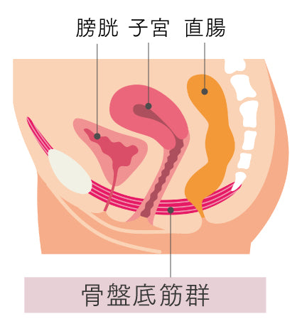 MYTREX AQUA QUTTO <br> 骨盤底筋トレーニングEMS<br> 座るだけ・水中使用OK<br> お風呂で簡単ケア